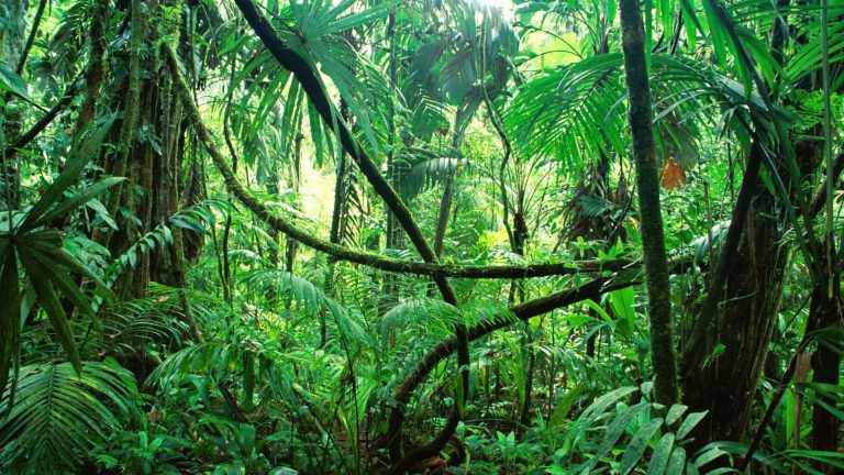 Lire la suite à propos de l’article L’histoire du serpent dans le Livre de la Jungle