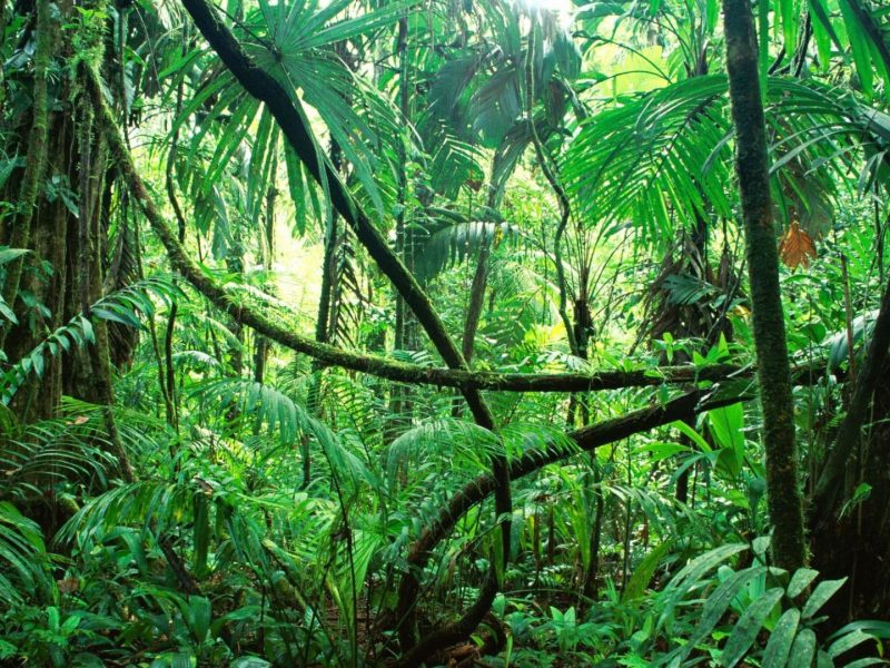 L’histoire du serpent dans le Livre de la Jungle